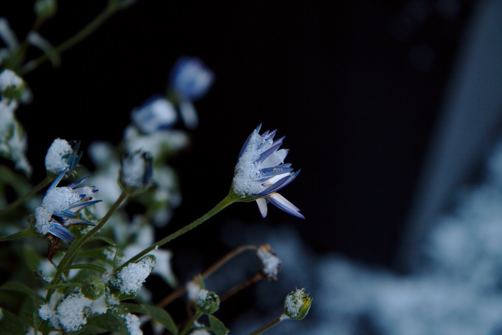 Bevroren bloemen